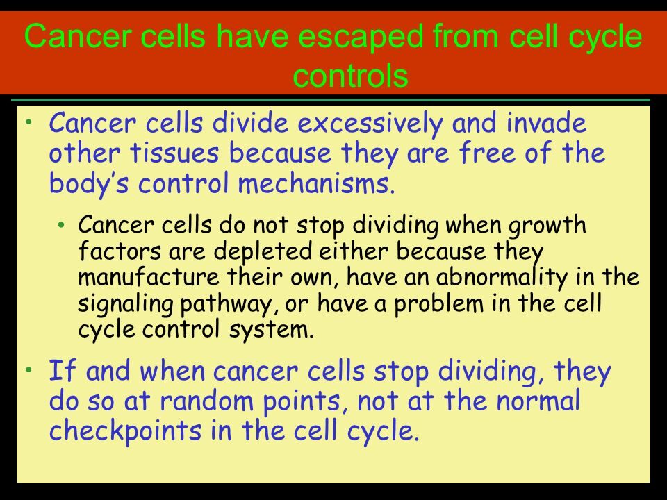 cancercellshaveescapedfromcellcyclecontrols-2835987